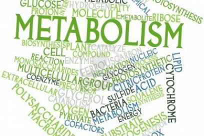 What is Metabolism?
